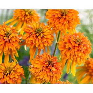 Эхинацея Echinacea Marmelade
